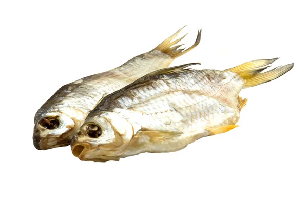 beyaz zemin üzerine deniz roach