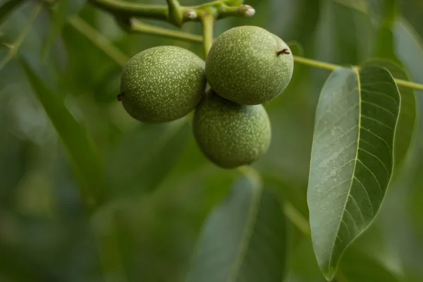 ceviz ağacı üzerinde