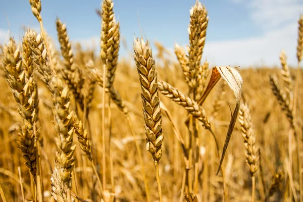 Wheat field Stock Photo