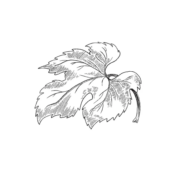 黒の細い線でブドウの葉、白い上に孤立手描きベクトルイラスト. — ストックベクタ