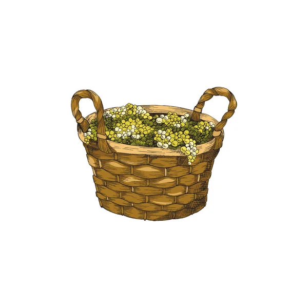 Woven basket with green grape berries, hand drawn vector illustration isolated. — Stock Vector