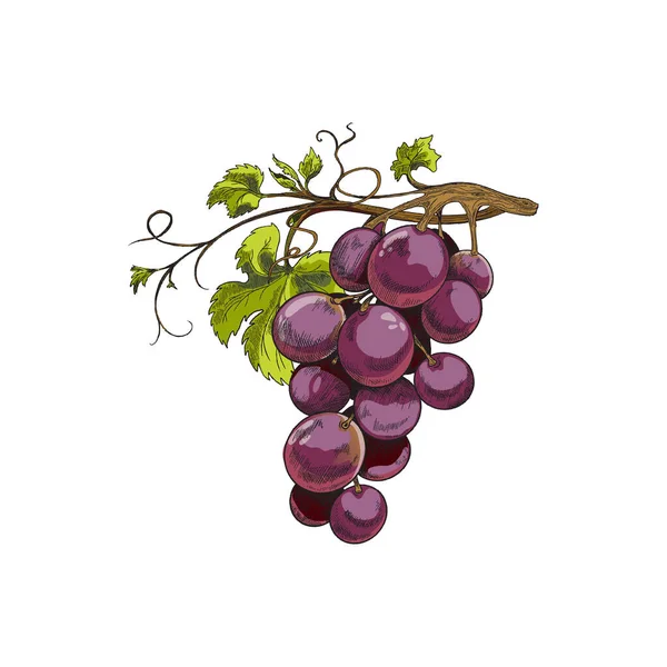 Bunch of purple grape with leaves, sketch vector illustration isolated on white. — Stock Vector