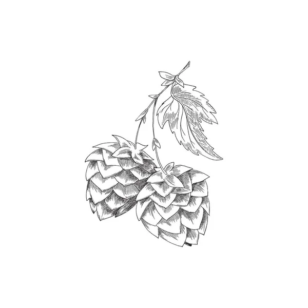 흰 배경에 낱장이 새겨져 있는 스케치 벡터 삽화가 있는 호브 나뭇가지. — 스톡 벡터