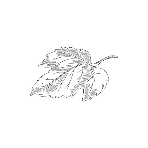 Engraved hop leaf - sketch vector illustration isolated on white background. — Stock Vector