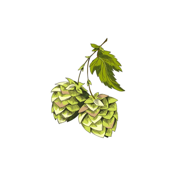 Rama de color con conos de lúpulo y hojas, dibujo vector ilustración aislada. — Vector de stock