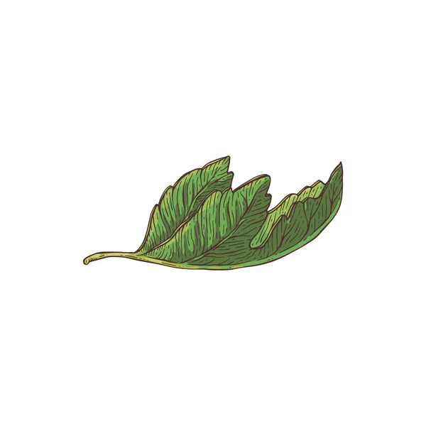 Handritade gröna färska blad av fikonplantan skiss vektor illustration isolerad. — Stock vektor