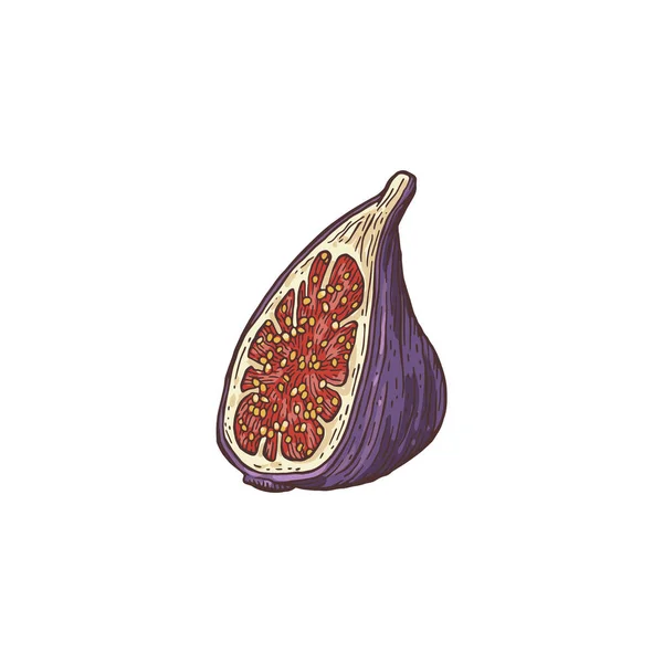 Ręcznie narysowana połowa dojrzałych owoców figowych, ilustracja wektora grawerowania izolowane. — Wektor stockowy