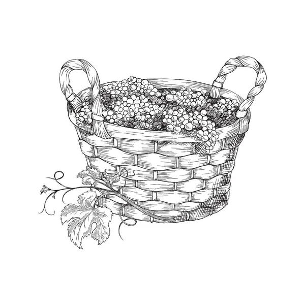 Cesto rotondo di vimini pieno d'uva. Illustrazione disegnata a mano vettoriale di cesto con uva isolata su fondo bianco. — Vettoriale Stock