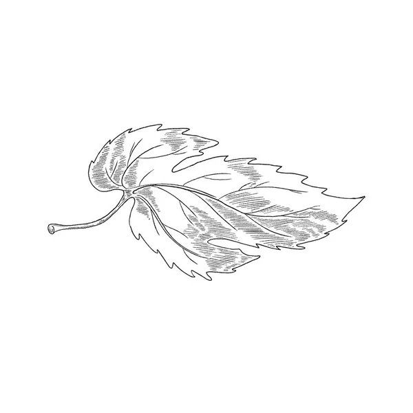 Hoja dibujada a mano o follaje de lúpulo planta grabado vector ilustración aislado. — Vector de stock