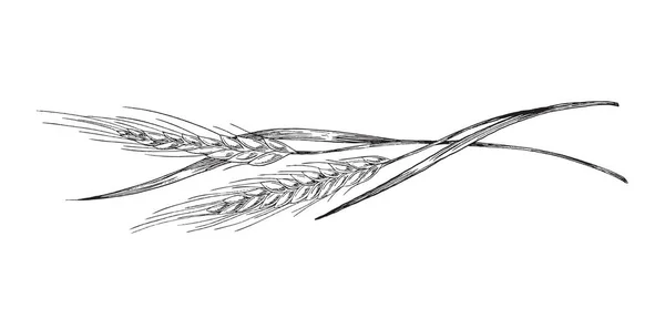 Pšeničné nebo ječmen rostlinné uši pro pivo a mouku balení vektorové ilustrace izolované. — Stockový vektor
