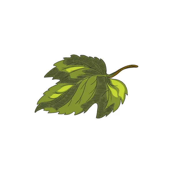 Gekleurde groene enkele blad van hop plant, graveren vector illustratie geïsoleerd. — Stockvector