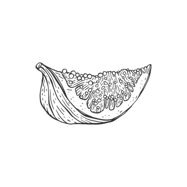 Lobule di frutto di fico in stile inciso disegnato a mano vettoriale illustrazione isolata. — Vettoriale Stock