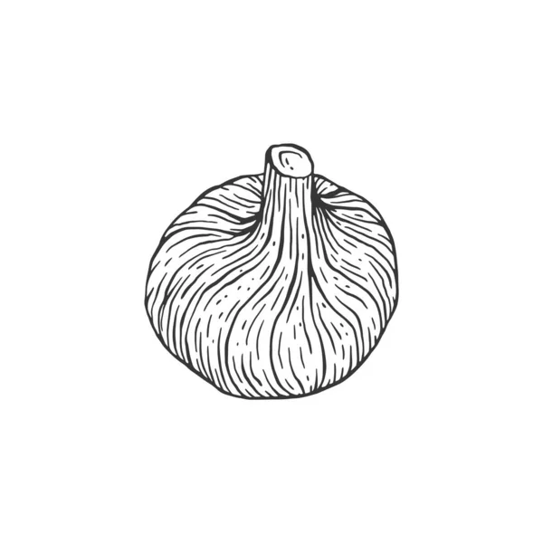 Fruta entera de higo dibujada con líneas negras, ilustración vectorial de grabado aislada. — Vector de stock