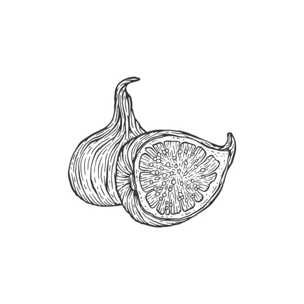 Isolado todo e meio pedaço de fruto figo gravura vetor ilustração. — Vetor de Stock