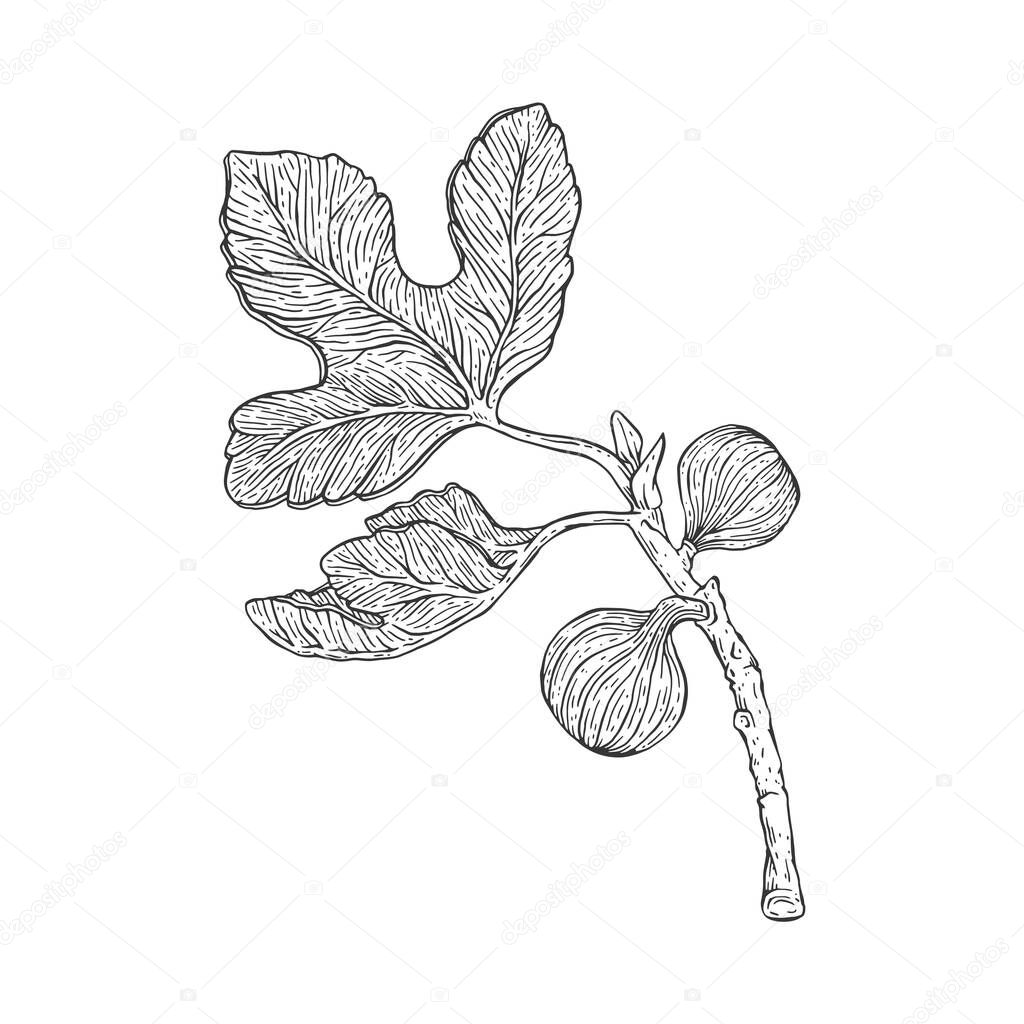 Branch of fig with leaves and fruits, engraving vector illustration isolated.