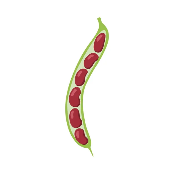 红色豆荚和可见豆荚在白色背景上被分离出来.新鲜有机健康食品的病媒平面图解. — 图库矢量图片