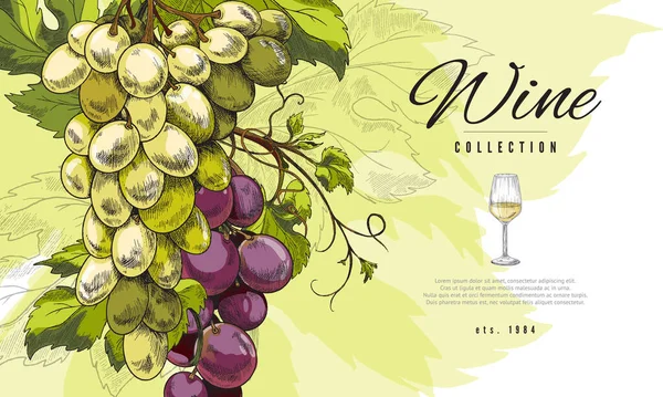 Bandera o etiqueta de vino con racimo de uva ilustración vectorial dibujada a mano. — Vector de stock