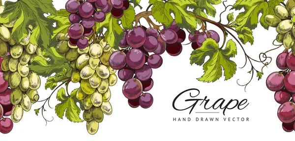 Banner background with hand drawn grape bunches, sketch vector illustration. — Stock Vector