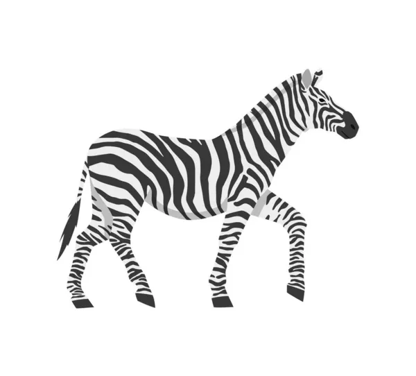 Striped african zebra horse side view, flat vector illustration isolated. — Stock Vector