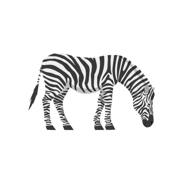 Cebra africana pastando con su cabeza inclinada, ilustración vectorial plana aislada. — Vector de stock