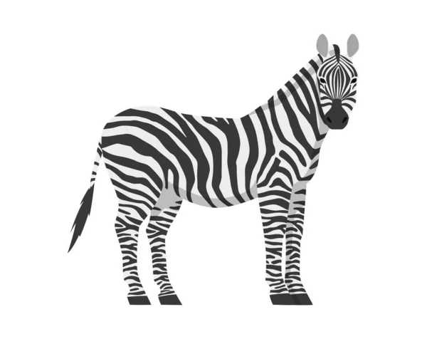 Vektor lapos illusztrációja zebra oldalnézet elszigetelt fehér háttér. Vadafrikai állat. — Stock Vector