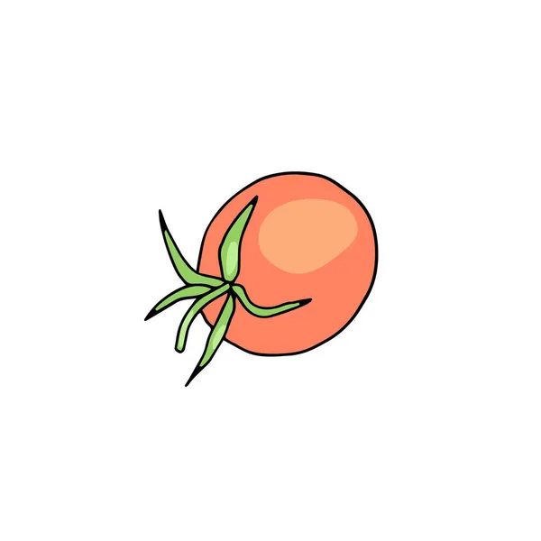 Czerwony dojrzały pomidor w szkicu ilustracja wektor izolowane na białym tle — Wektor stockowy