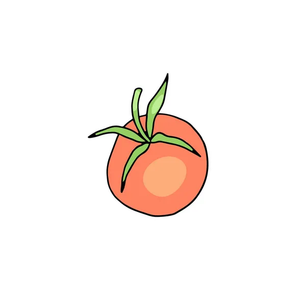 Fruit de tomate mûr rouge entier, illustration vectorielle colorée dessinée à la main isolée. — Image vectorielle