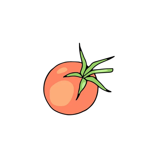 Illustration vectorielle dessinée à la main de tomates mûres entières isolée sur blanc. — Image vectorielle