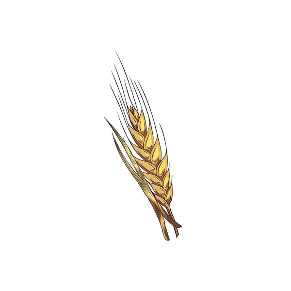 Orecchie di piante di grano con grani, disegno vettoriale stile schizzo isolato. — Vettoriale Stock