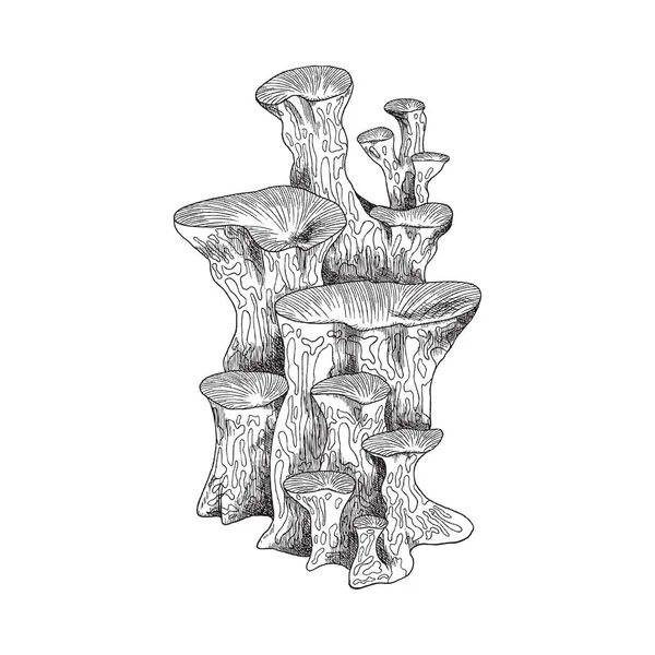 Undervattens korall växt eller tång skiss vektor illustration isolerad på vit. — Stock vektor