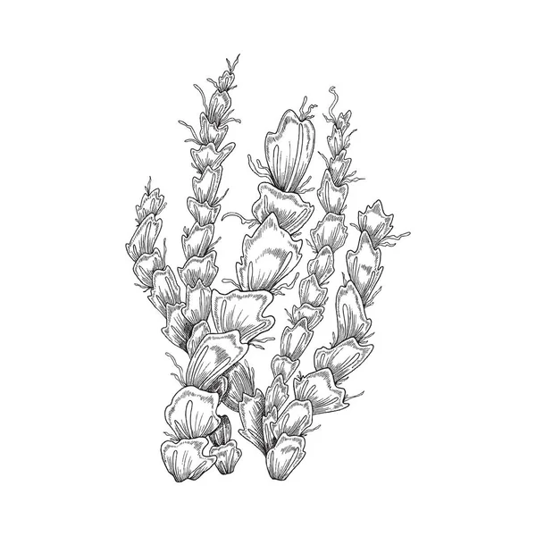 Елемент коралових рифів або морські водорості в стилі мальованого ескізу - Векторні ілюстрації ізольовані на білому тлі . — стоковий вектор