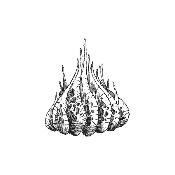 Wodorosty morskie lub pierwiastek rafy koralowej w grawerowanym szkicu - ilustracja wektorowa izolowana na białym tle. — Wektor stockowy