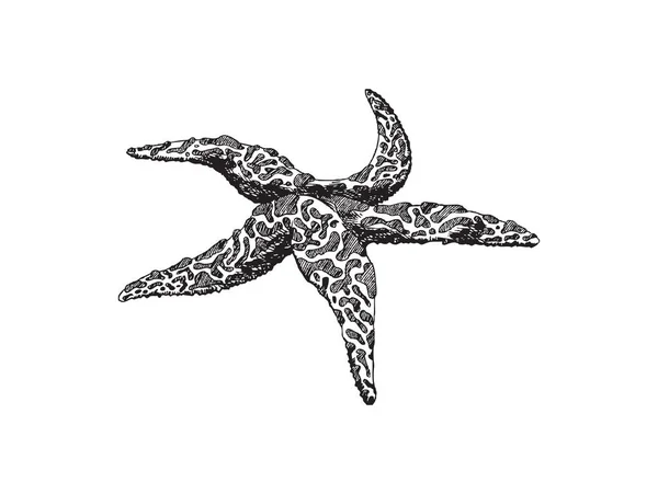 Estrella de mar animal grabado mano dibujado vector ilustración aislado. — Archivo Imágenes Vectoriales