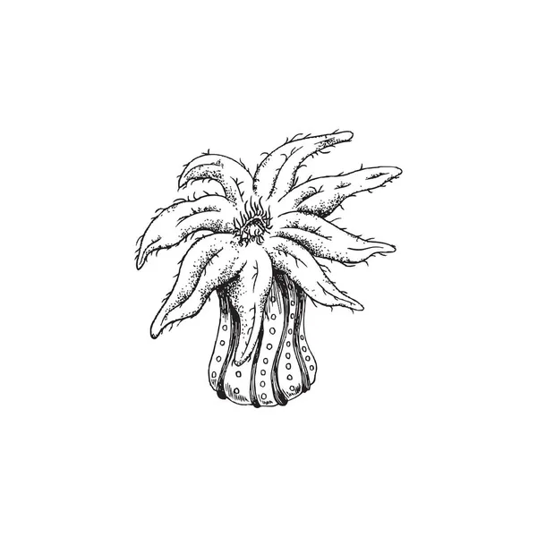 Marina djur eller korall havet anemon i monokrom skiss, vektor illustration isolerad på vit bakgrund. — Stock vektor