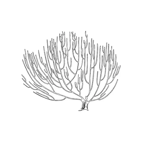 Elemento de arrecife de coral en estilo de boceto grabado, ilustración vectorial aislada sobre fondo blanco. — Vector de stock