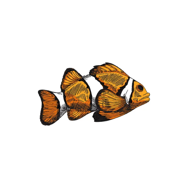 Изолированная рыба-клоун из коралловых рифов, нарисованная вручную цветная векторная иллюстрация. — стоковый вектор