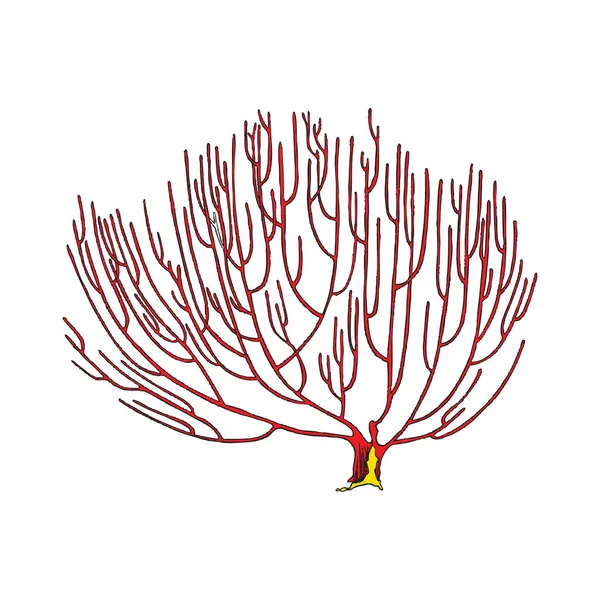 산호초 가지, 빈티지 손으로 그린 벡터 그림 분리. — 스톡 벡터