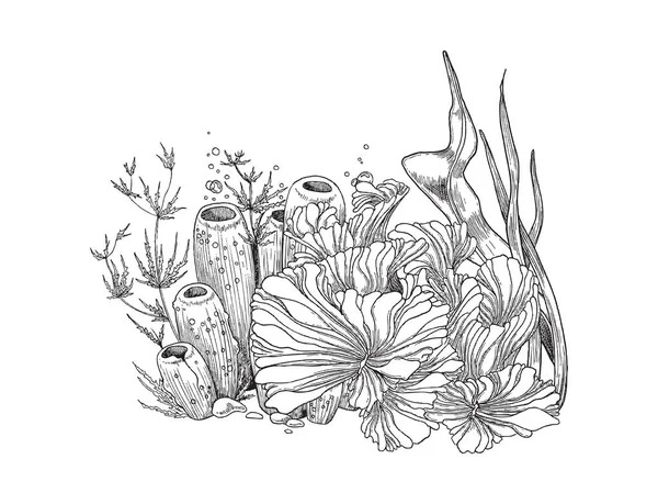水中植物や海藻手描きスケッチベクトルイラスト孤立. — ストックベクタ