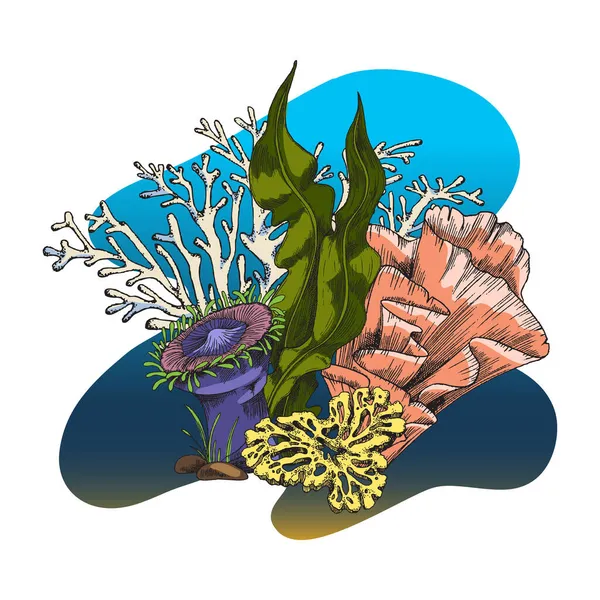 Arrecife de coral submarino con laminaria, esponja y anémona marina ilustración vectorial de bocetos aislada sobre fondo blanco. — Archivo Imágenes Vectoriales