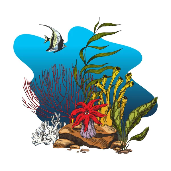 Ecosistema de arrecifes de coral con algas marinas, laminaria y peces: ilustración vectorial de bocetos aislada sobre fondo blanco. — Vector de stock