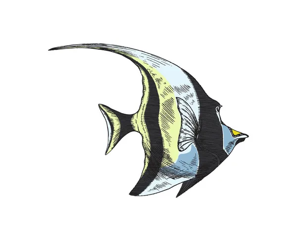 Poisson tropical ou poisson angélique avec grande nageoire, illustration vectorielle de couleur isolée. — Image vectorielle