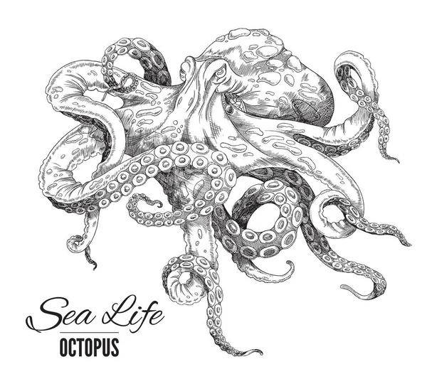 Octopus is hand drawn. Vector sketch illustration of detailed drawn realistic black and white octopus — Stock Vector