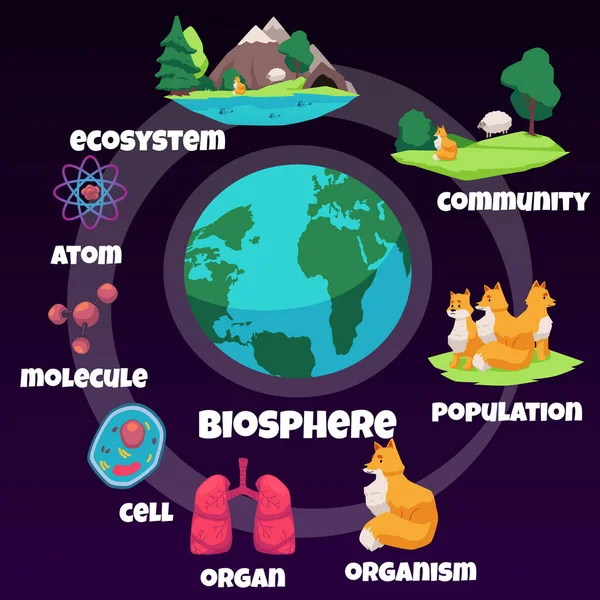 Jerarquía biológica infografía sobre la población de vida de la biosfera — Archivo Imágenes Vectoriales