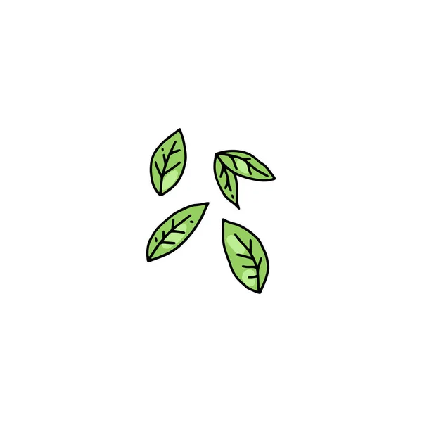 Hojas verdes frescas de albahaca, ilustración vectorial de color del boceto vintage aislado. — Vector de stock