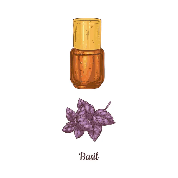Flasche aromatisches Basilikumöl von Hand gezeichnet bunte Vektorillustration isoliert. — Stockvektor