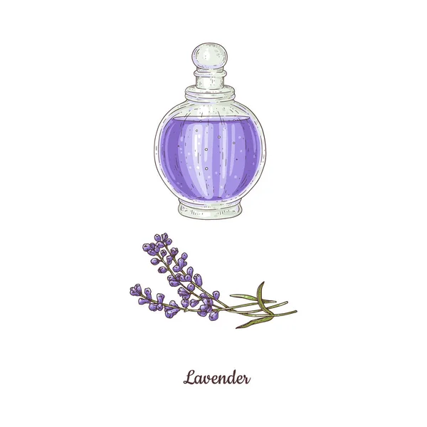Lavendel parfum in glazen flacon vintage schets tekening. Aquarel lavendel geur, etherische olie vector illustratie — Stockvector