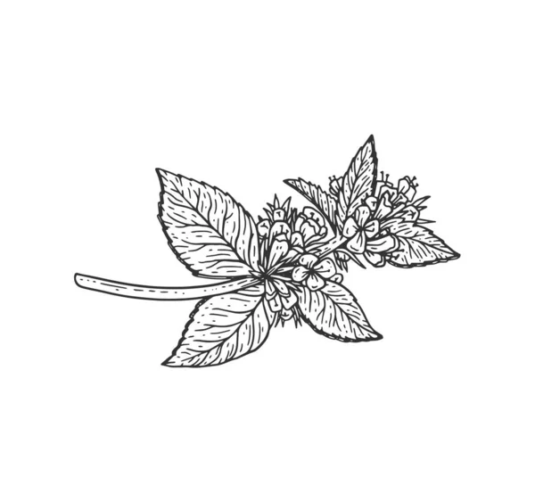Esboço vintage folha de hortelã. Ramo de hortelã-pimenta com flores em xilogravura, perfeito para rótulo de alimentos orgânicos. — Vetor de Stock