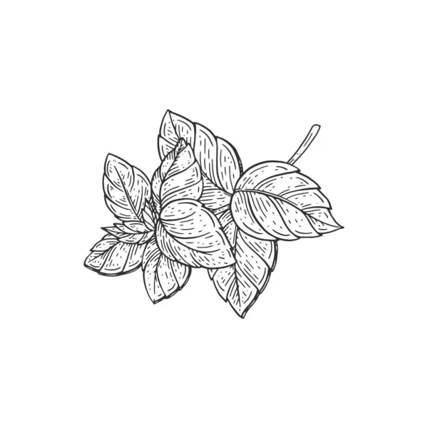 Hojas de hierbas aromáticas de albahaca, ilustración vectorial de grabado dibujado a mano aislada. — Archivo Imágenes Vectoriales