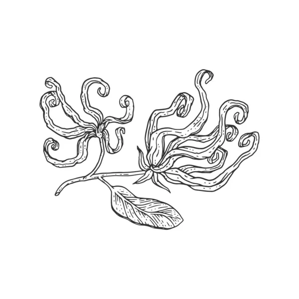 Ylang ylang fiore fioritura mano disegnare incisione vettoriale illustrazione isolato. — Vettoriale Stock