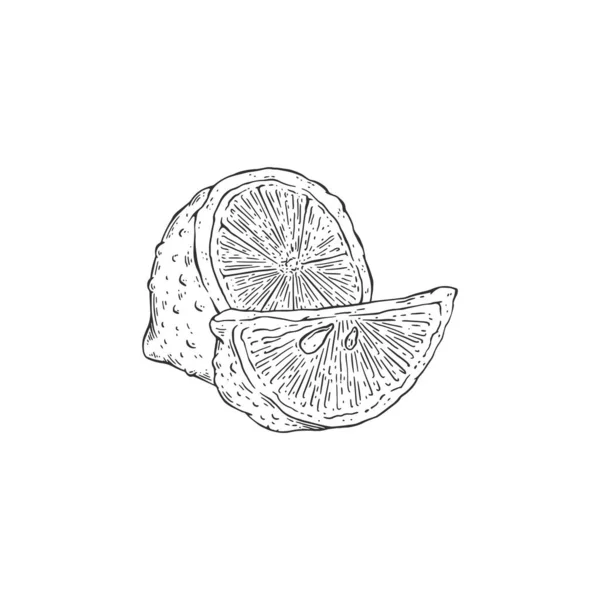 Snijd citroen of limoen fruit, vintage gravure vector illustratie geïsoleerd. — Stockvector